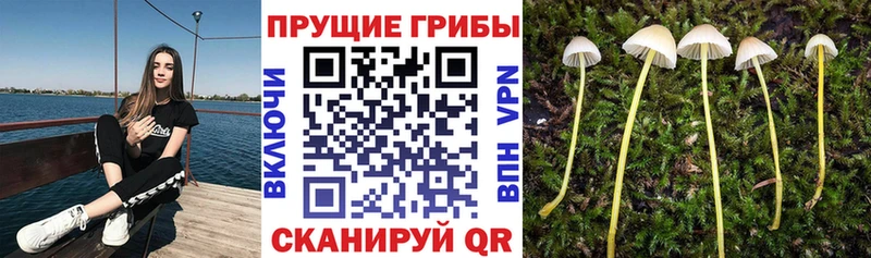 Псилоцибиновые грибы Magic Shrooms  наркошоп  Кунгур 
